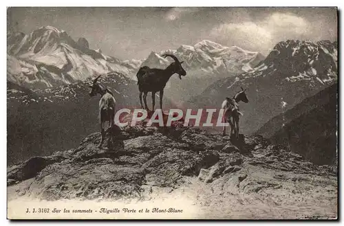 Cartes postales Sur les Sommets Aiguille Verte et le Mont Blanc Chamois