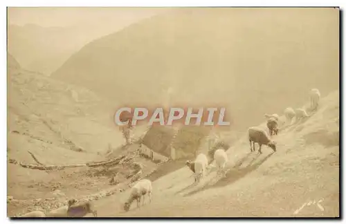 Ansichtskarte AK Gavarnie Paturages dans la Montagne Moutons