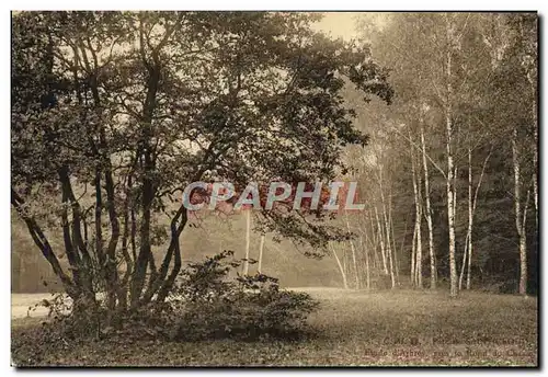 Cartes postales Parc de Saint Cloud Etude d&#39arbres pres le rond de chasse