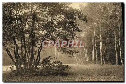 Cartes postales Saint Cloud Parc Etude d&#39arbres pres le Rond de chasse