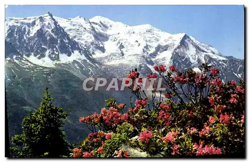 Cartes postales moderne Du Livre D&#39Images De Mont Blanc Le Rhodo roi de la Montagne