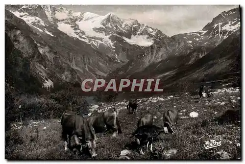 Cartes postales moderne Paturages en haute montagne Vaches