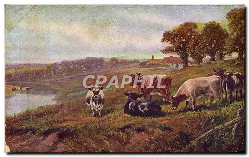 Cartes postales Vaches Bouchain pres Cambrai