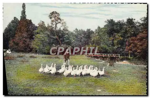 Moderne Karte Folklore Gardien d&#39oies Normandie