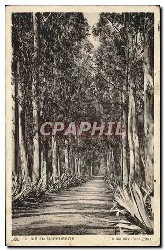 Cartes postales lle Ste Marguerite Allee des Eucalyptus