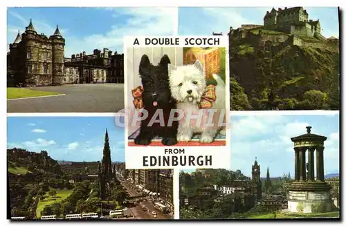 Cartes postales moderne A Double Scotch From Edinburgh Chiens