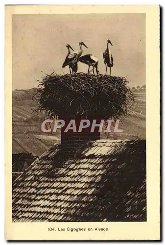 Cartes postales Les Cigognes en Alsace