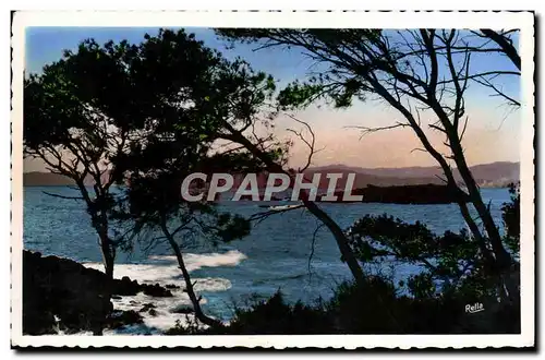 Cartes postales moderne St Raphael Le Lion