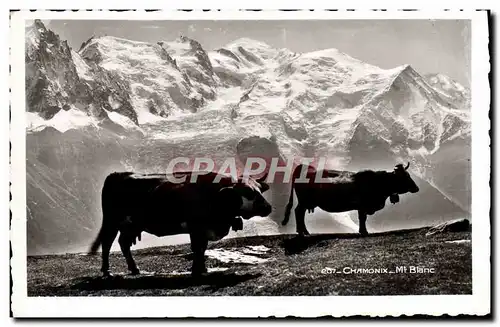 Cartes postales moderne Chamonix Mont Blanc Vaches