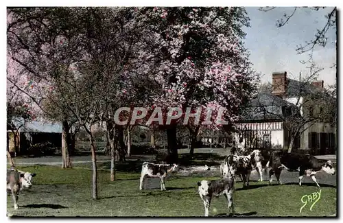 Cartes postales moderne La Normandie Pommiers En Fleurs Et Poiriers Blancs Vaches