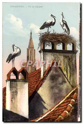 Cartes postales Strasbourg Nid de Cigognes