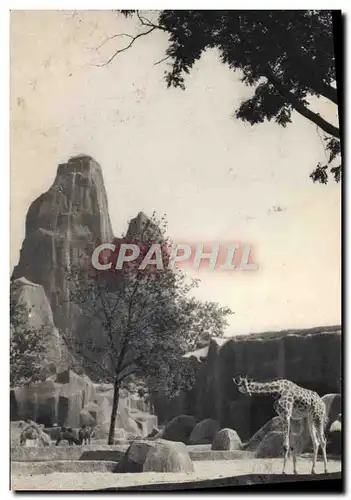 Cartes postales Paris Parc Zoologique Du Bois De Vincennes Le parc des girafes Le grand rocher