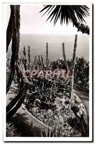 Cartes postales moderne Jardin Exotique De Monaco Groupe de Cereus Geometrisans Agaves Cereus et Opuntias divers