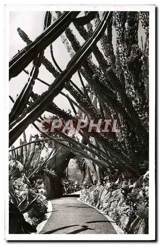 Cartes postales moderne Jardin Exotique De Monaco Cereus Pitahaya Monstruosa