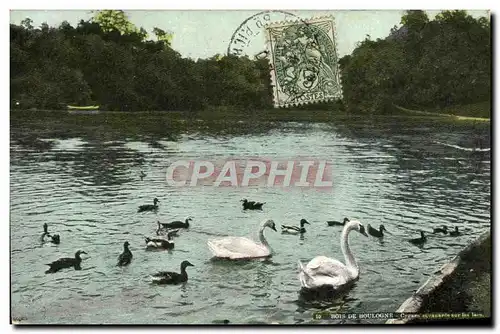 Cartes postales Bois de Boulogne Cygnes et canards sur les lacs Cygne