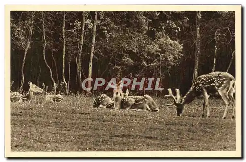 Ansichtskarte AK Parc Zoolofique De Cleres Cerfs Pseudaxis Zoo