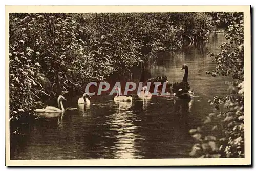 Cartes postales Parc Zoolofique De Cleres Cerfs Cygnes noirs Zoo