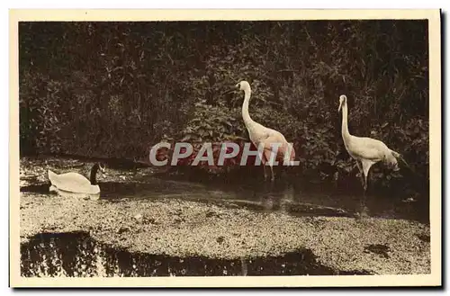 Cartes postales Parc Zoolofique De Cleres Cygne a col noir et grues blanches Zoo