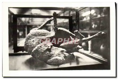 Cartes postales moderne Pompei Museo Calco del Cane Chien