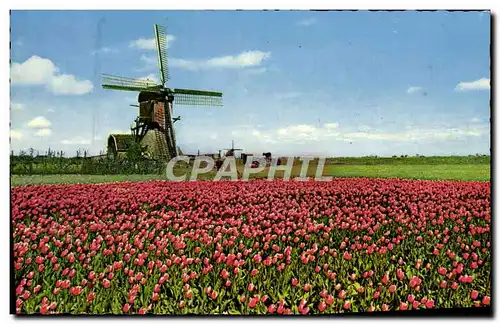 Cartes postales moderne Holland In Bloementooi