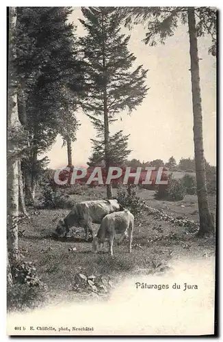 Ansichtskarte AK Paturages du Jura Vaches