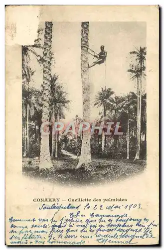 Cartes postales Conakry Cueillette des Palmistes Guinee