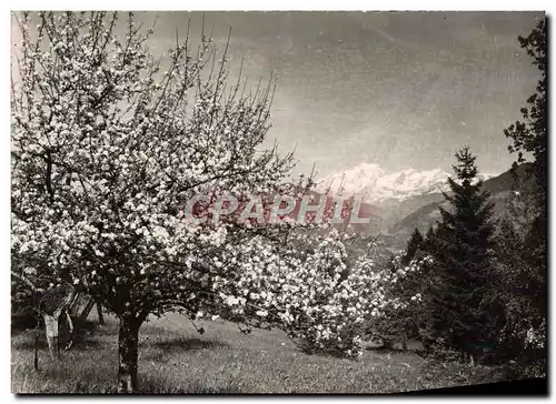 Cartes postales moderne Env d'Albertville Le Mont Blanc Pris du Col du Tanne