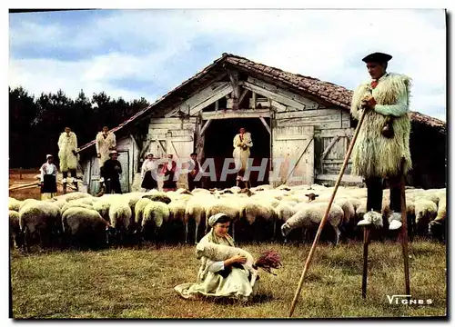Cartes postales moderne Visage Des Landes Scene pastorale avec Lous Becuts de Countis Folklore Moutons