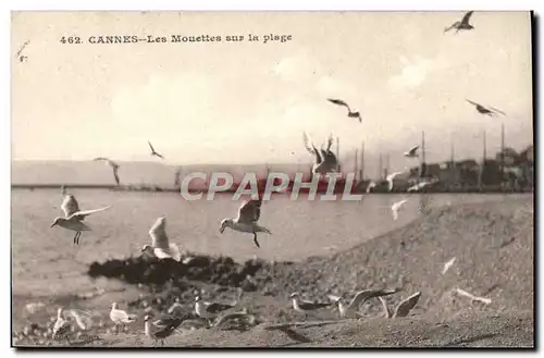 Cartes postales Cannes Les Mouettes sur la Plage