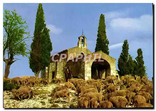 Cartes postales moderne En Provence Symphonie Pastorale Agneaux Moutons