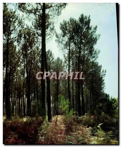 Moderne Karte Landes Un beau sous bois