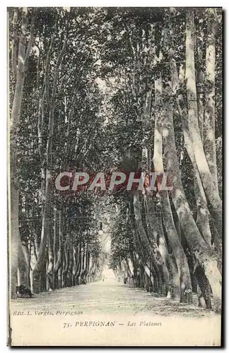Cartes postales Perpignan Les Platanes