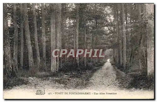 Ansichtskarte AK Foret De Fontainebleau Une Allee Forestiere