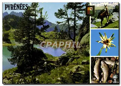 Cartes postales moderne Pyrenees Truite