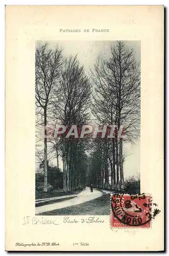 Cartes postales St Brieuc Etude d'arbres