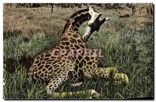 Moderne Karte Faune africaine Jeune girafe femelle au repos