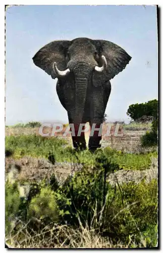 Cartes postales moderne Faune Africaine Elephant pret a charger