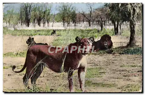 Cartes postales moderne Faune africaine Lions et lionnes dans la brousse