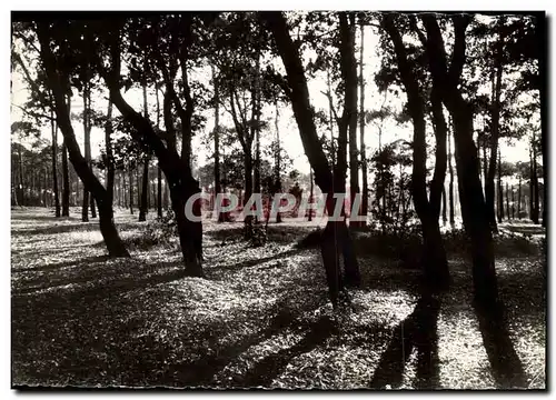 Cartes postales moderne Sion Sur L'Ocean Coin de foret au crepuscule