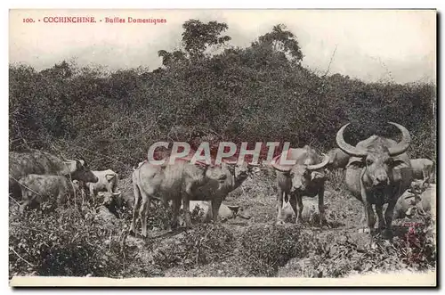 Cartes postales Cochinchine Buffles Domestiques Indochine
