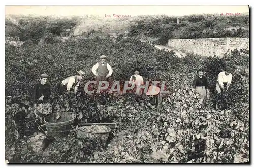 Cartes postales Les Vendanges Vignes Vignobles TOP