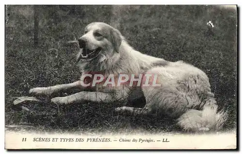 Cartes postales Scenes Et Types Des Pyrenees Chien des Pyrenees