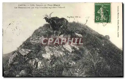 Cartes postales Cantal Sommet du Puy Mary Les pensionnaires pas trop farouches regardent l&#39objectif Chevre