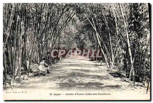 Ansichtskarte AK Alger Jardin d&#39Essai Allee des bambous