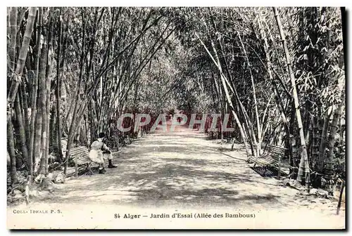 Cartes postales Alger Jardin d&#39Essai Allee des bambous