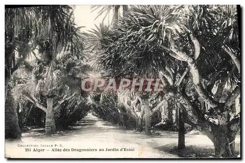 Cartes postales Alger Allee des Dragonniers au Jardin d&#39Essai