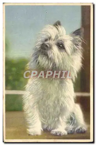 Cartes postales Chien