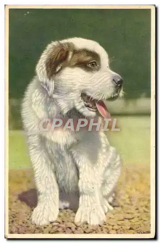 Cartes postales Chien