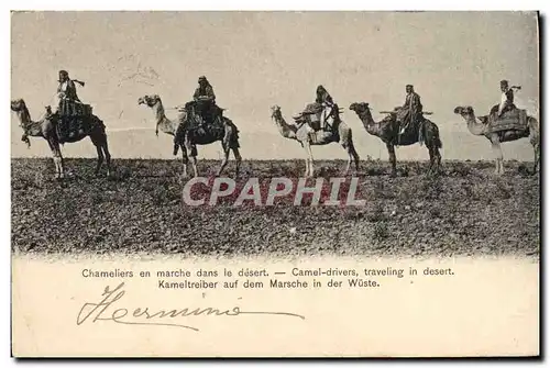 Cartes postales Chameliers En Marche Dans Le Desert