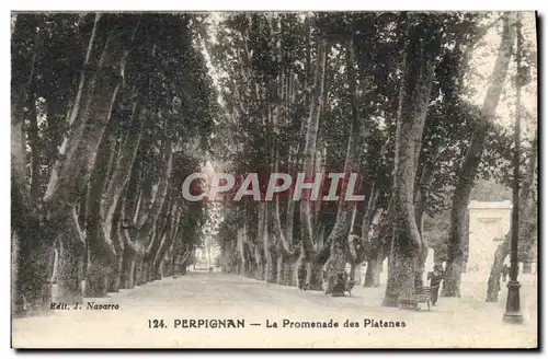 Ansichtskarte AK Perpignan La Promenade Des Platanes